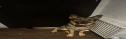 German Shepherd dogs for sale: Beautiful German Shepherd Girl  - Advert 4