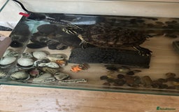 Turtle reptiles for sale: Two cutie turtle, free. Looking for a new family  - Image 2