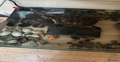 Turtle reptiles - Advert 2