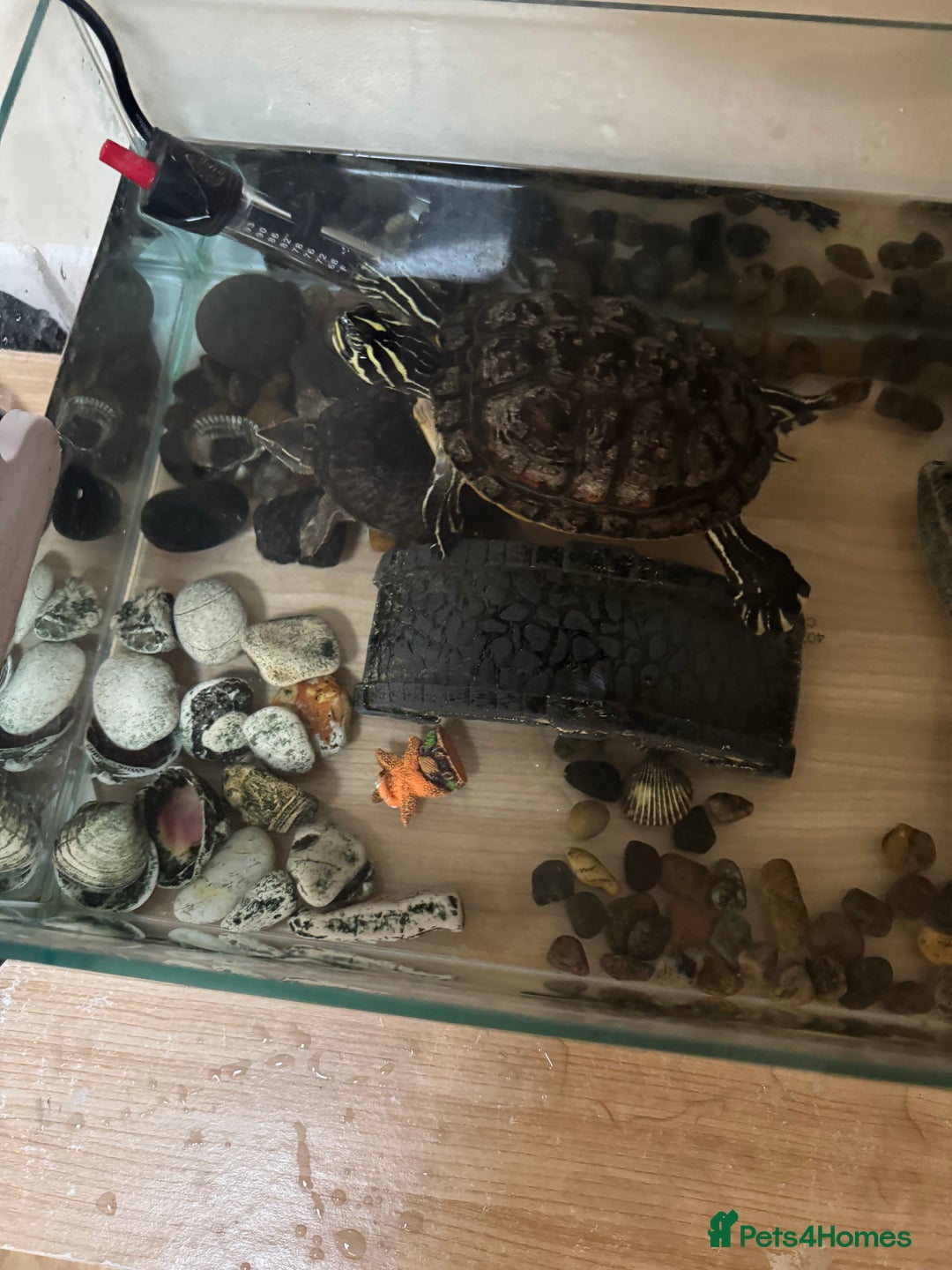 Turtle reptiles for sale: Two cutie turtle, free. Looking for a new family  - Image 2