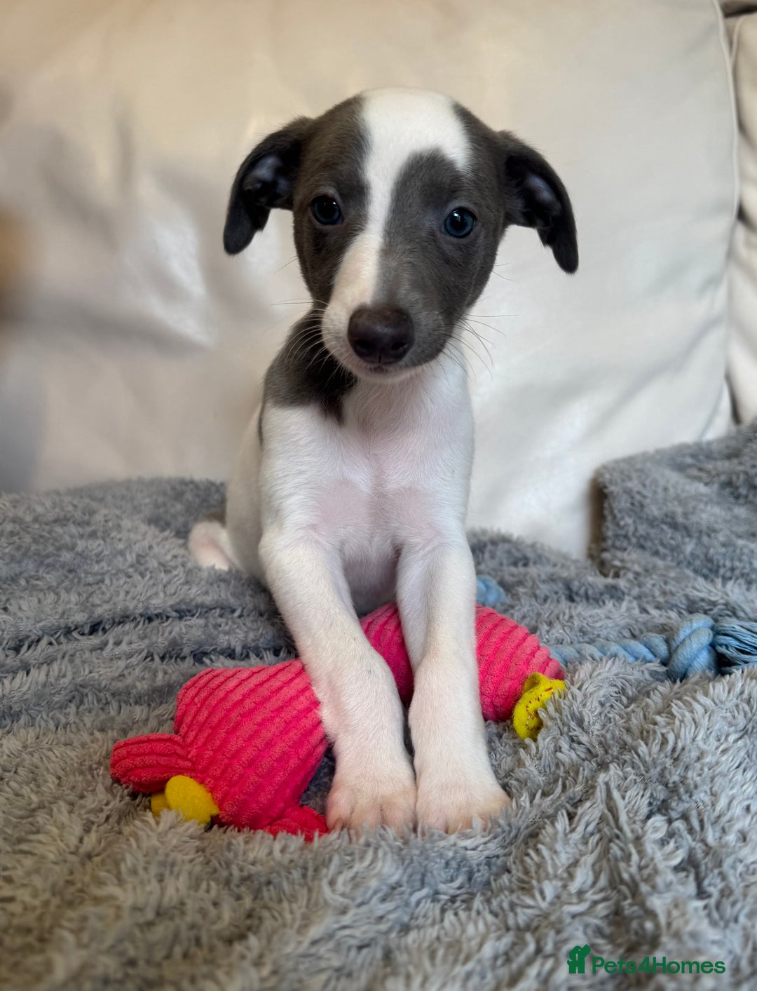 Whippet dogs for sale: KC Registered Blue Whippets - Image 26