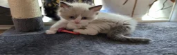 Ragdoll cats for sale: Gorgeous Ragdoll ready to leave 11 July - Advert 37