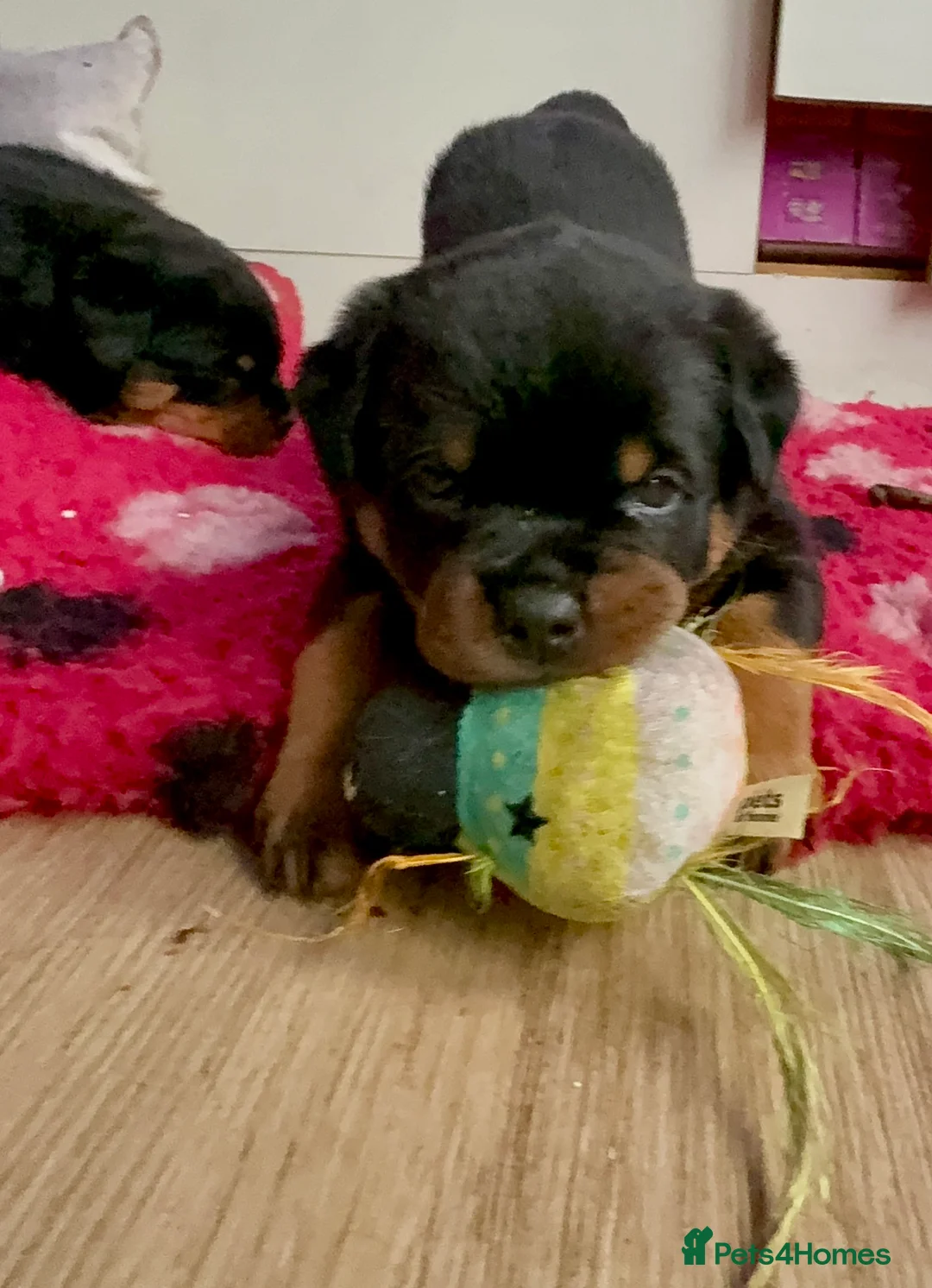 Rottweiler dogs for sale: Champion-Bred Rottweiler Puppies for Loving Homes - Advert 13