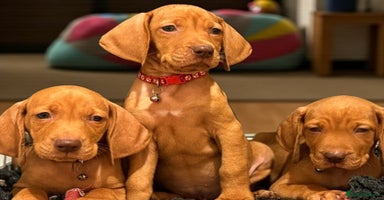 Hungarian Vizsla dogs - Advert 4