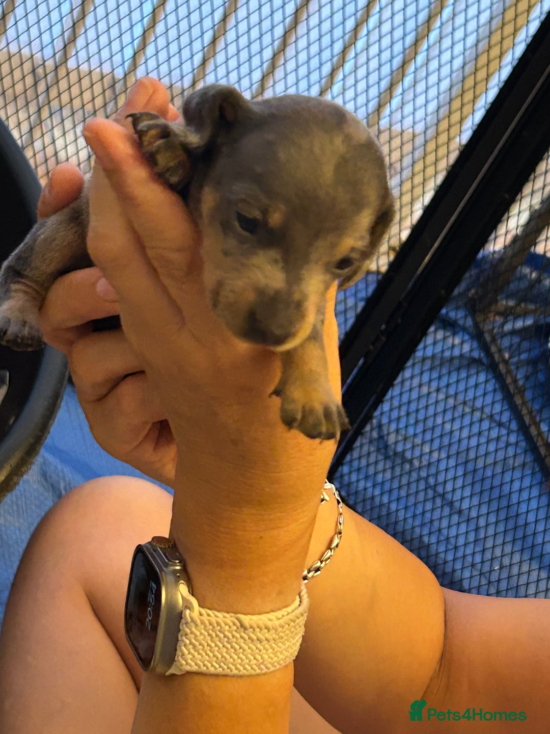 Miniature Dachshund dogs for sale: Six beautiful miniature Dachshunds - Image 11