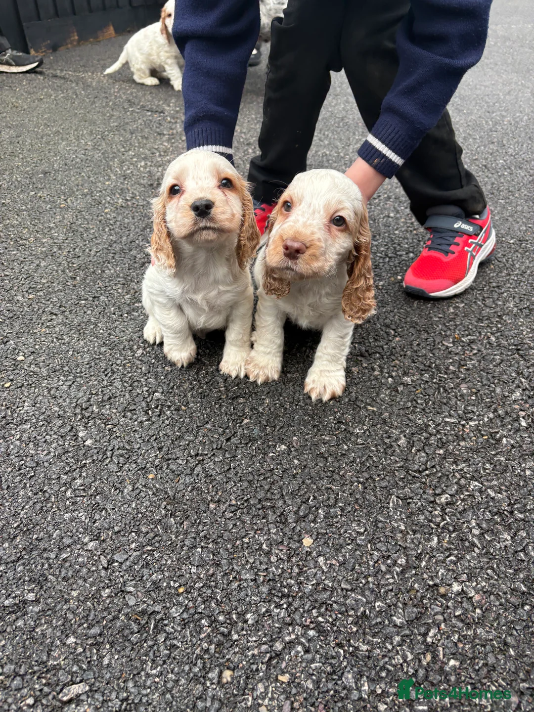 Cocker Spaniel dogs for sale: Cocker spaniels show type - Advert 5