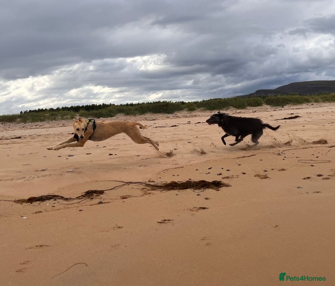 Mixed Breed dogs for sale: 10 Beautiful bedlington whippet x lurcher puppies! - Image 12