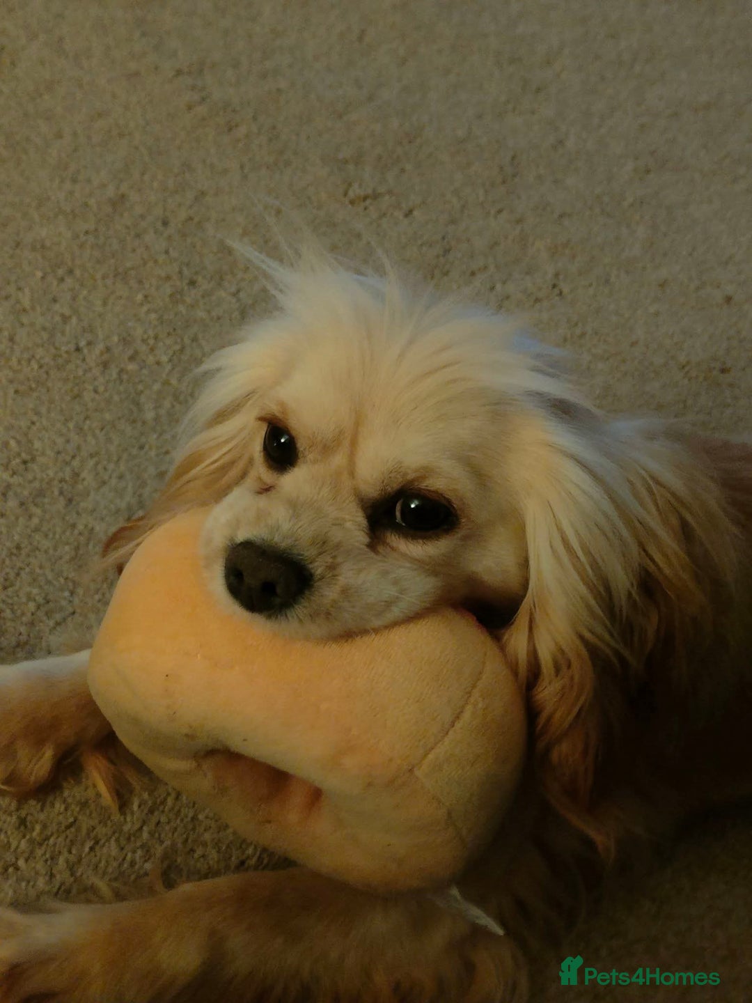 Cockalier dogs for sale: 2 beautiful Cockalier's 2 years old - Advert 4