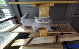 British Shorthair cats for sale: Pedigree British Shorthair - Image 1