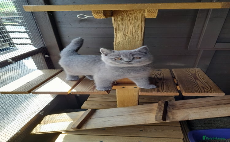 British Shorthair cats - Advert 11
