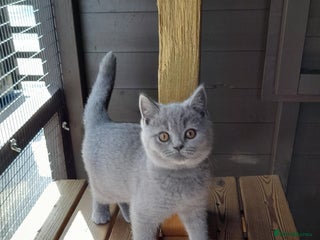 British Shorthair cats - Advert 20