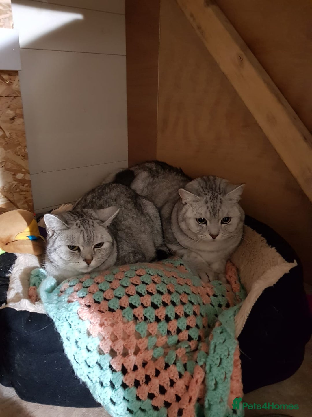 British Shorthair cats for sale: Adults Cats for Sale / loving home - Image 1