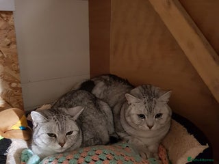 British Shorthair cats Adults Cats for Sale / loving home - Advert 1