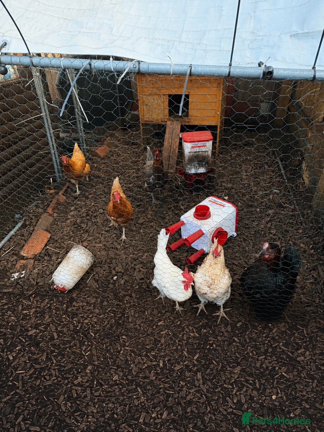Chickens poultry 6 chickens for sale  - Advert 13