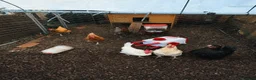 Chickens poultry for sale: 6 chickens for sale  in Rochester - Advert 1