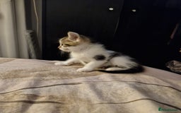 Mixed Breed cats for sale: 3 kittens for sale  - Image 1