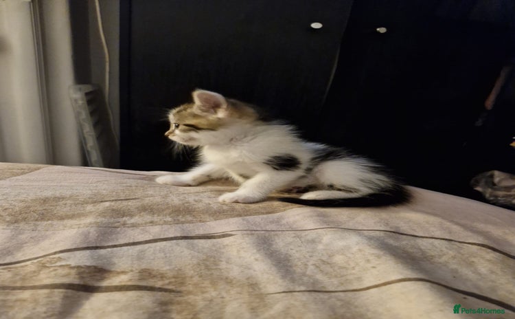 Mixed Breed cats - Advert 18