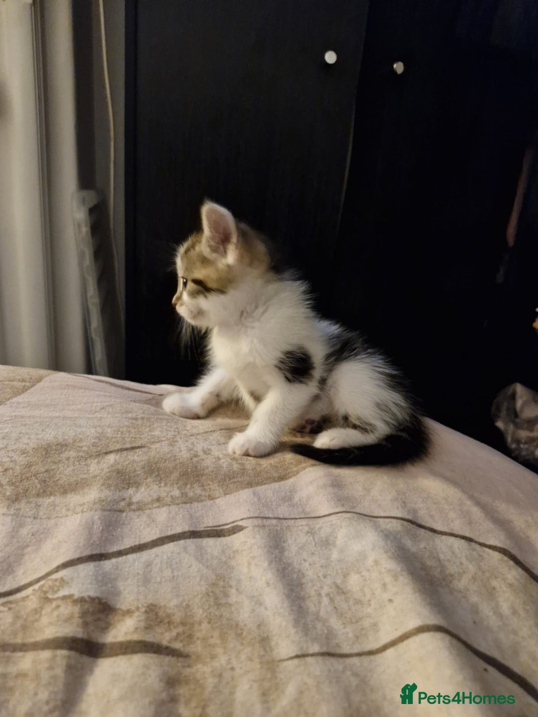 Mixed Breed cats for sale: 3 kittens for sale  - Image 1