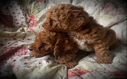 Cockapoo dogs for sale: Fabulous F1b Fox Red Cockapoo Health Cleared - Image 15