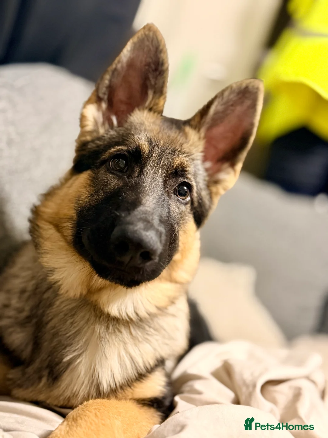German Shepherd dogs for sale: 4.5 month old male German Shephard - Advert 5