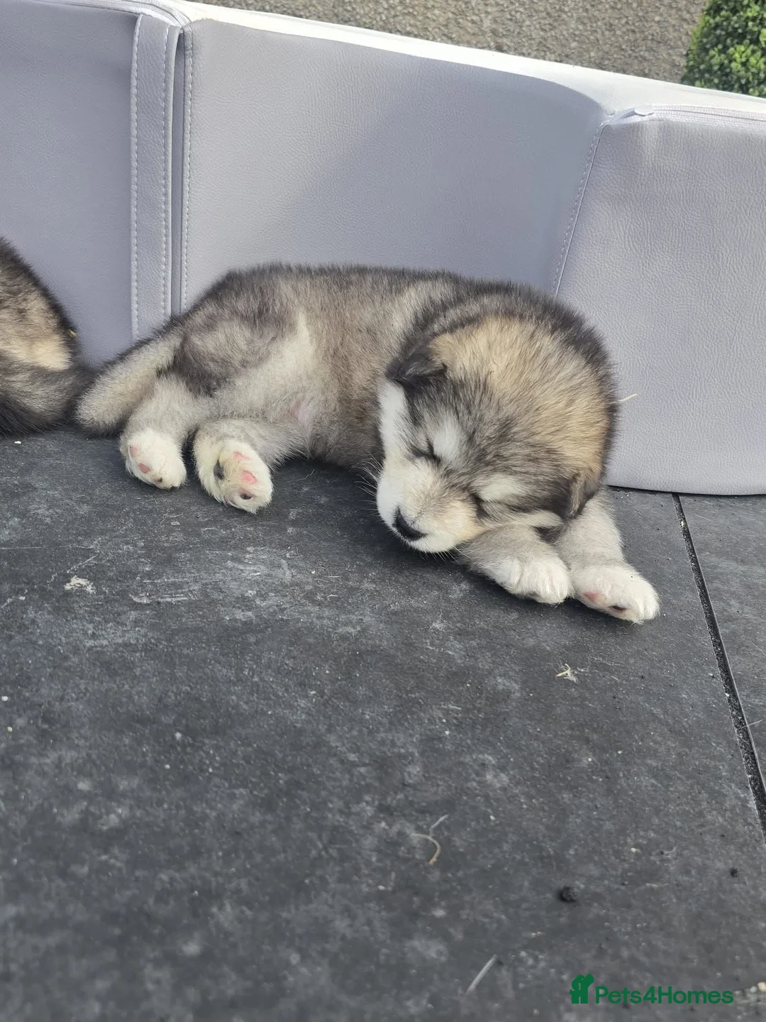 Alaskan Malamute dogs for stud: KC Registered Champion Alaskan Malamute for Stud in Bathgate - Advert 11
