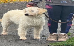 Labradoodle dogs for sale: F1 Female Merle Labradoodle - Image 2