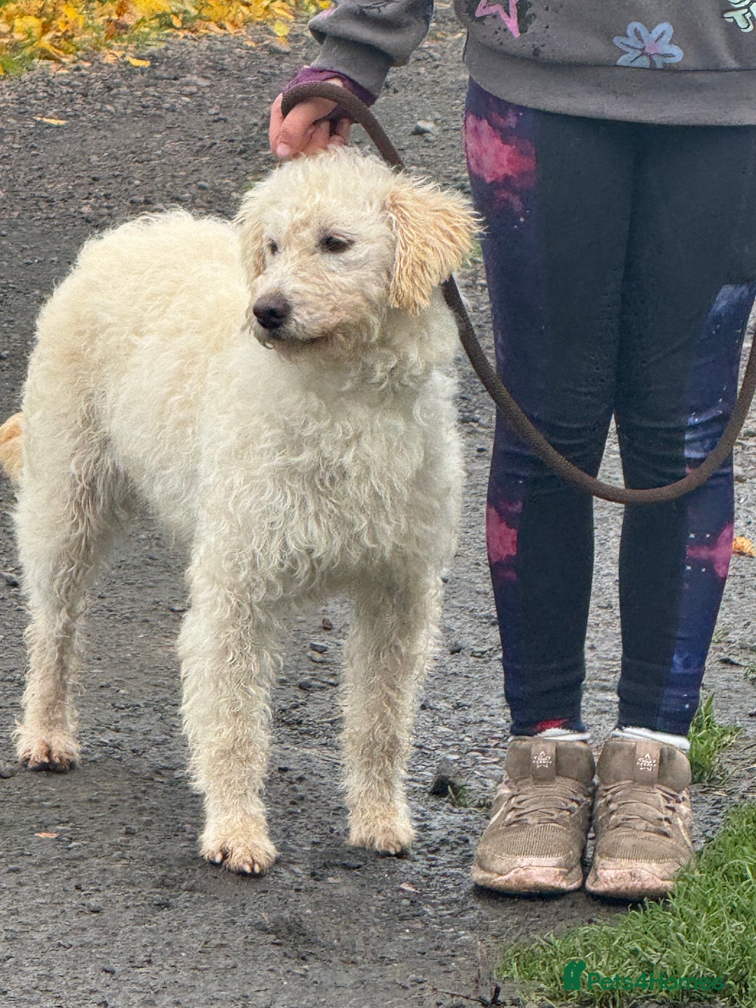 Labradoodle dogs for sale: F1 Female Merle Labradoodle - Image 2