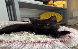 British Longhair cats for sale: Three kittens for sale  - Image 6