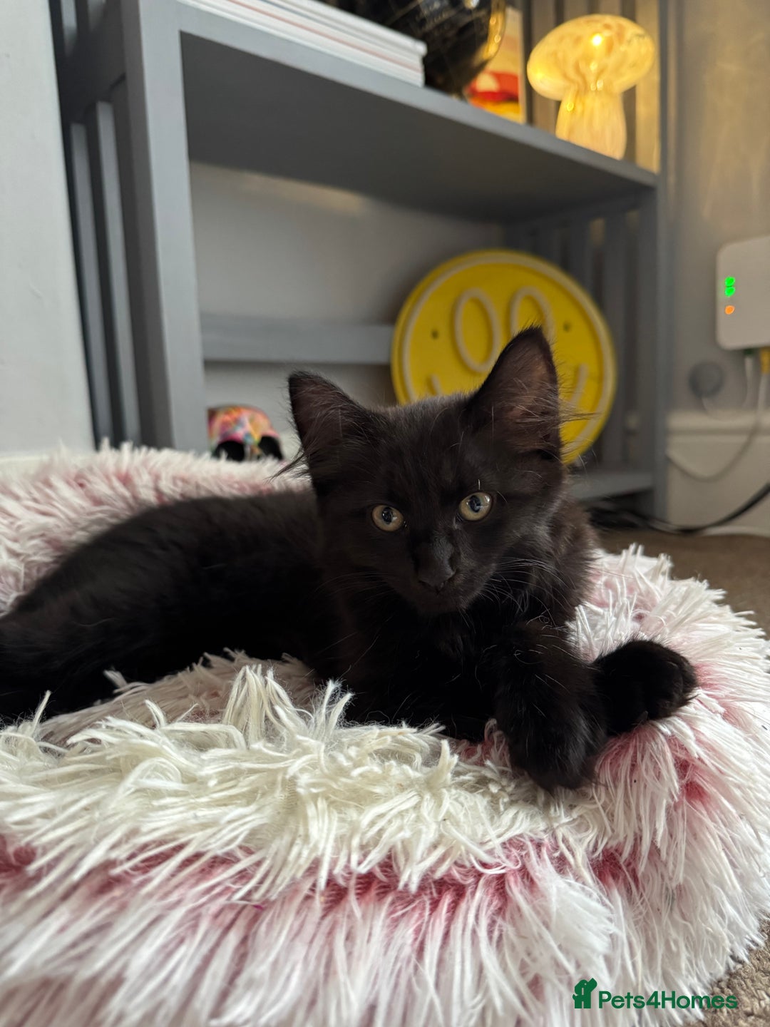 British Longhair cats for sale: Three kittens for sale  - Image 6