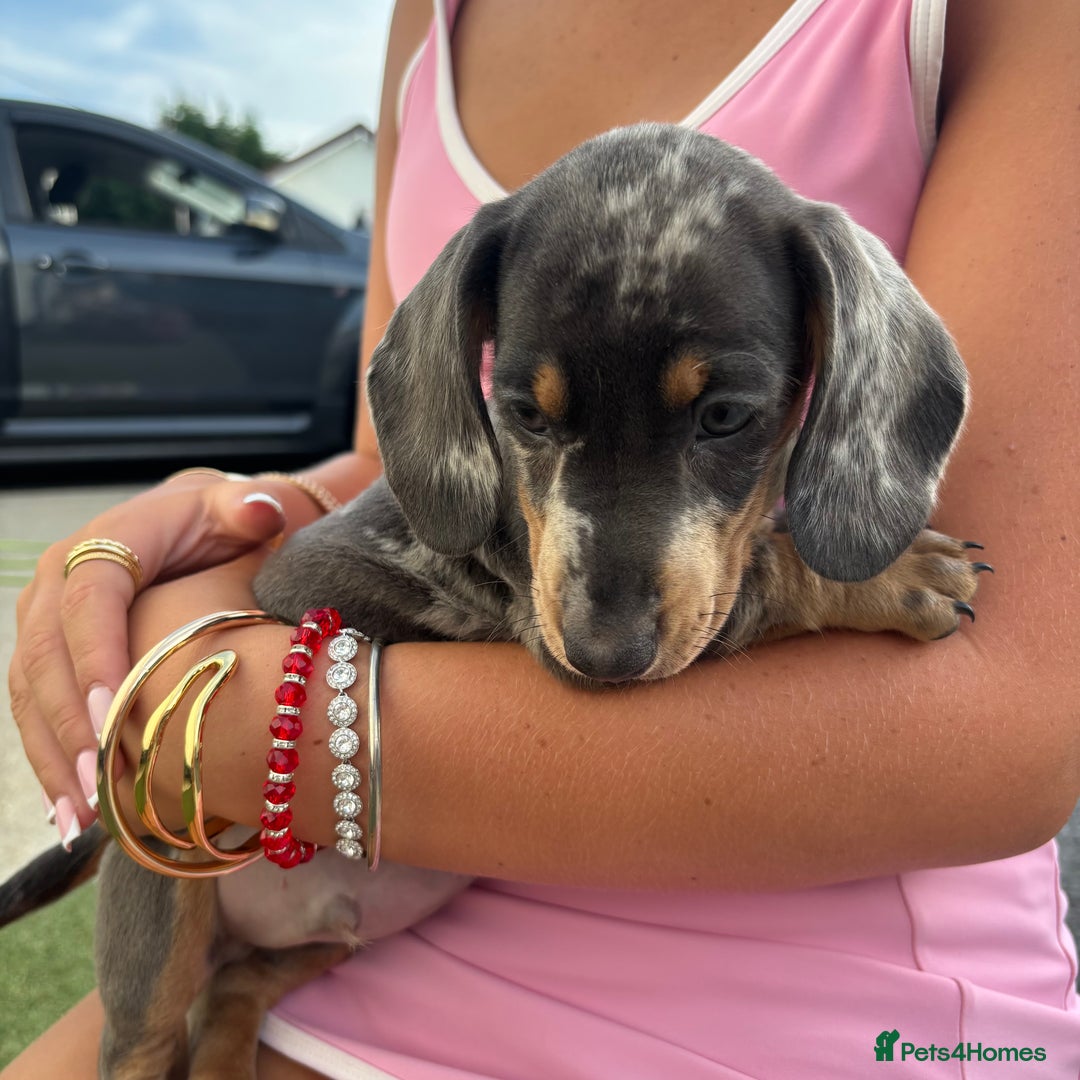 Miniature Dachshund dogs for sale: Miniature dachshund puppy’s TO LEAVE NOW in Luton - Image 26