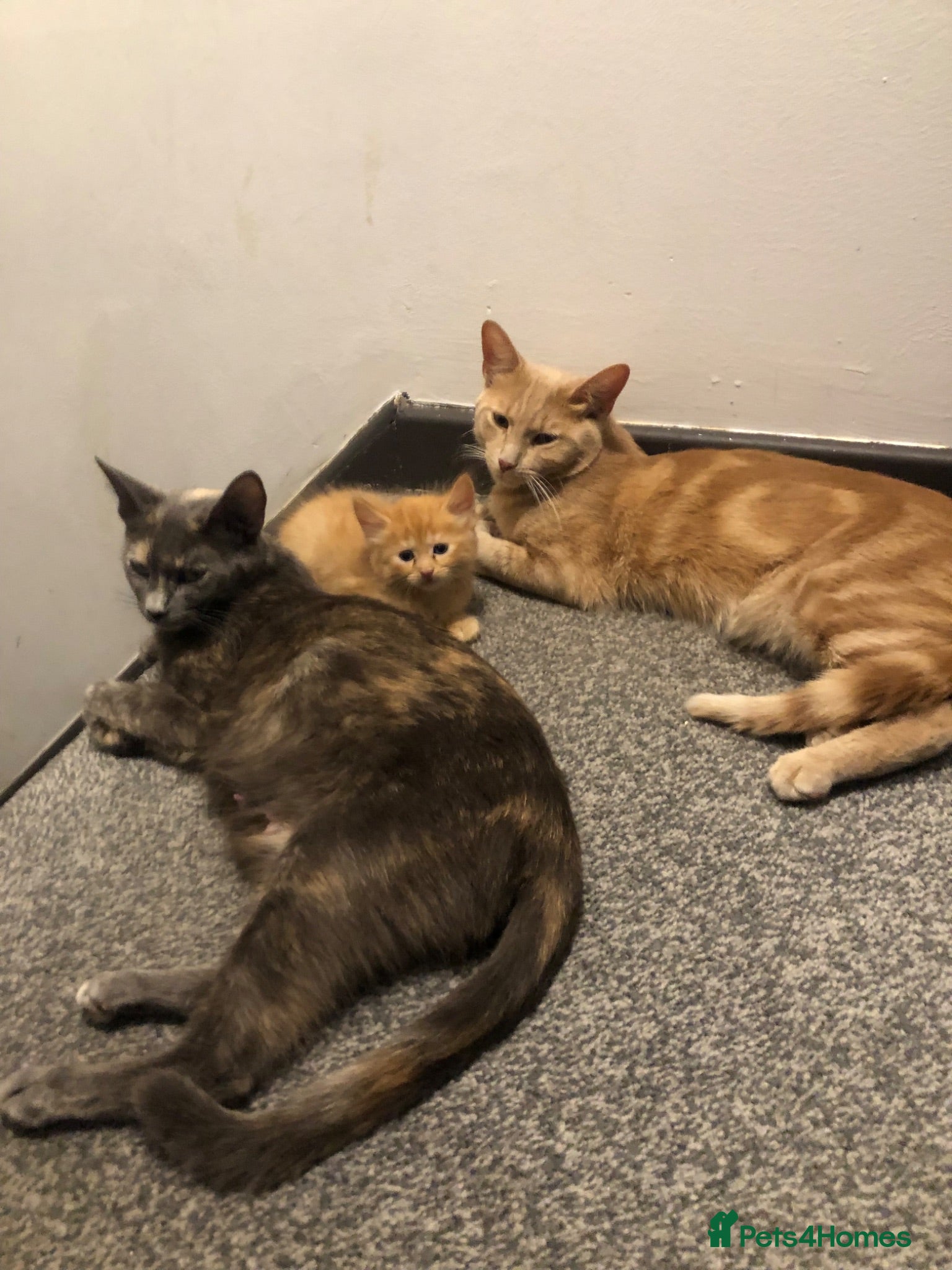 Mixed Breed cats Mixed kitten litter - Advert 1