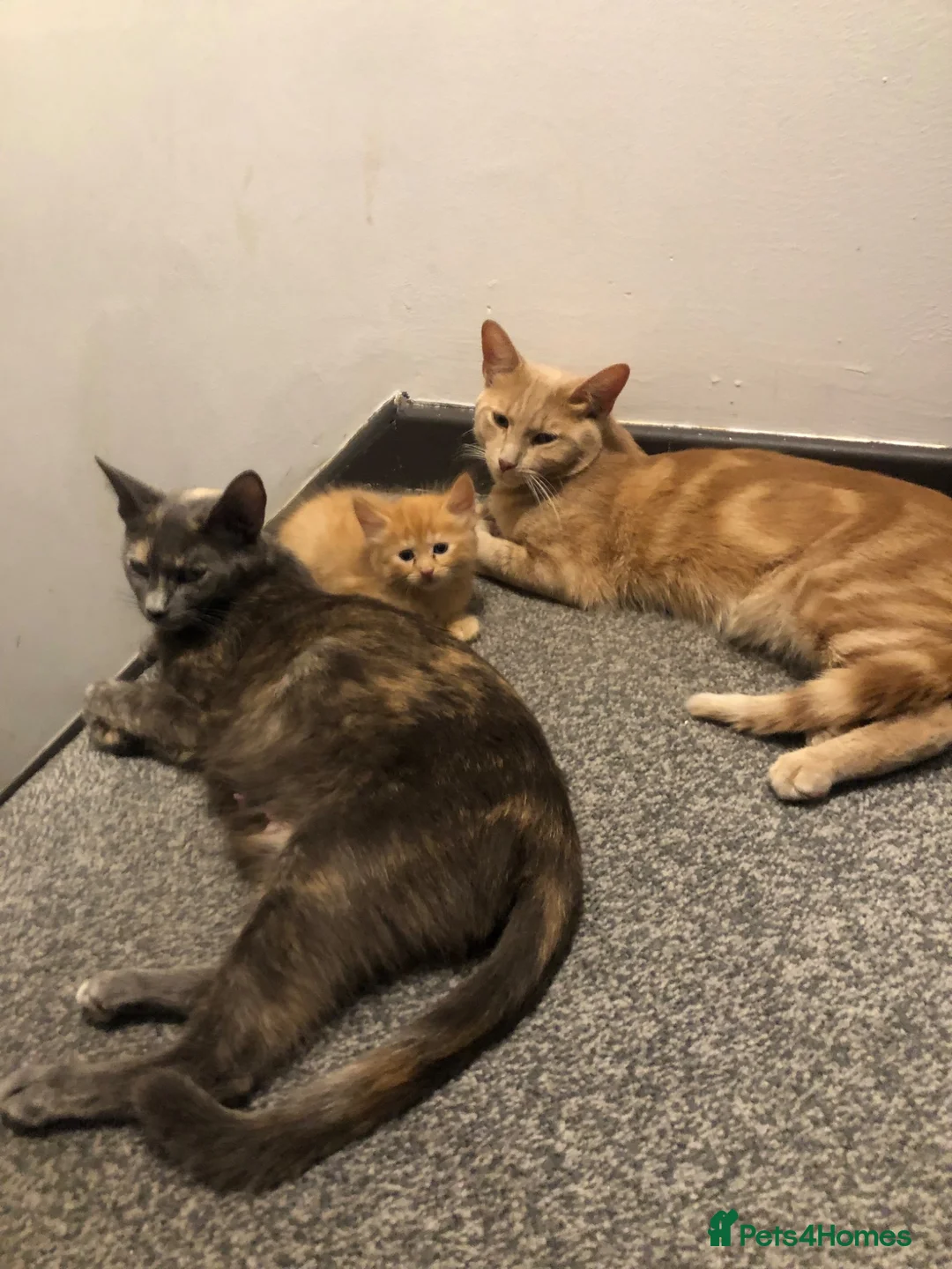 Mixed Breed cats for sale: Mixed kitten litter - Advert 1