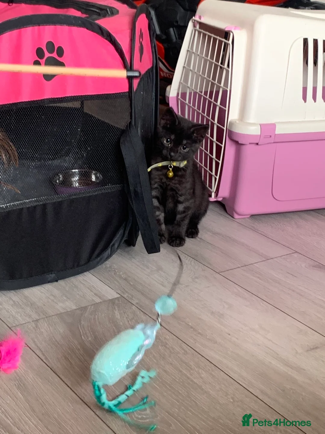 Mixed Breed cats for sale: Kitten - Advert 5