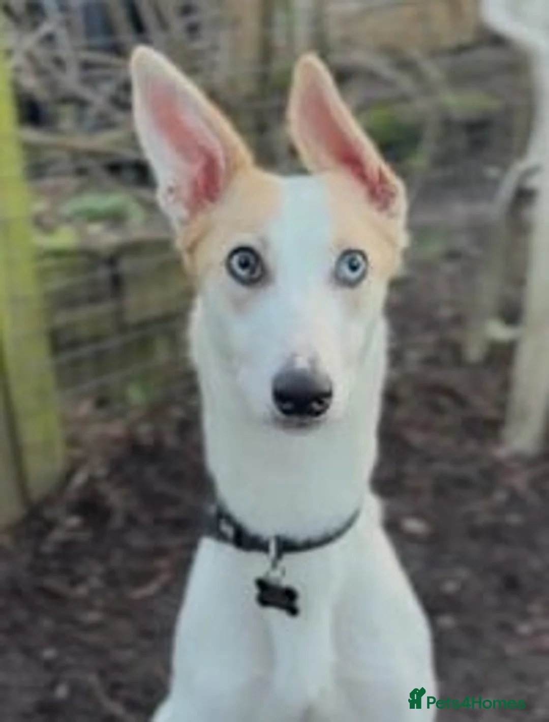 Lurcher dogs for adoption: SKYE - female lurcher in RESCUE - Advert 1