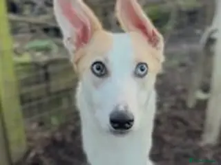 Lurcher dogs SKYE - female lurcher in RESCUE - Advert 1