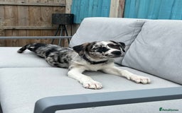 Mixed Breed dogs for sale: Border collie x Labrador Puppy  - Image 1