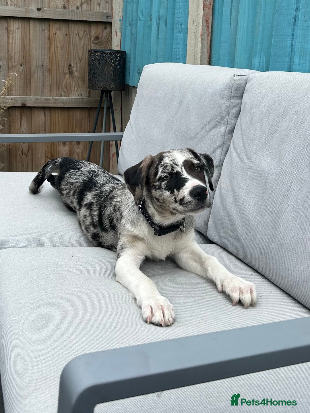 Mixed Breed dogs for sale: Border collie x Labrador Puppy  - Image 1