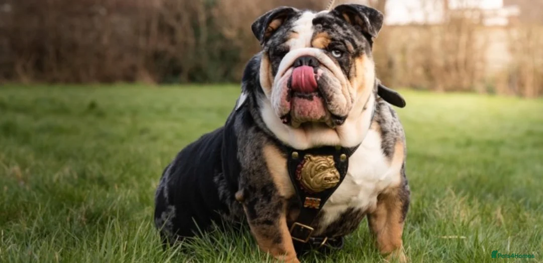 English Bulldog dogs for stud: Merle English Bulldog TRIPLE TRI PROVEN in Bradford - Advert 6