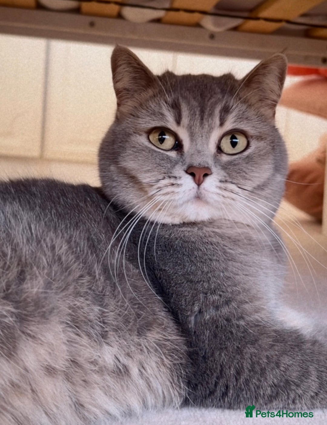 British Shorthair cats for sale: Stunning litter of 6 nuggets! - Advert 20