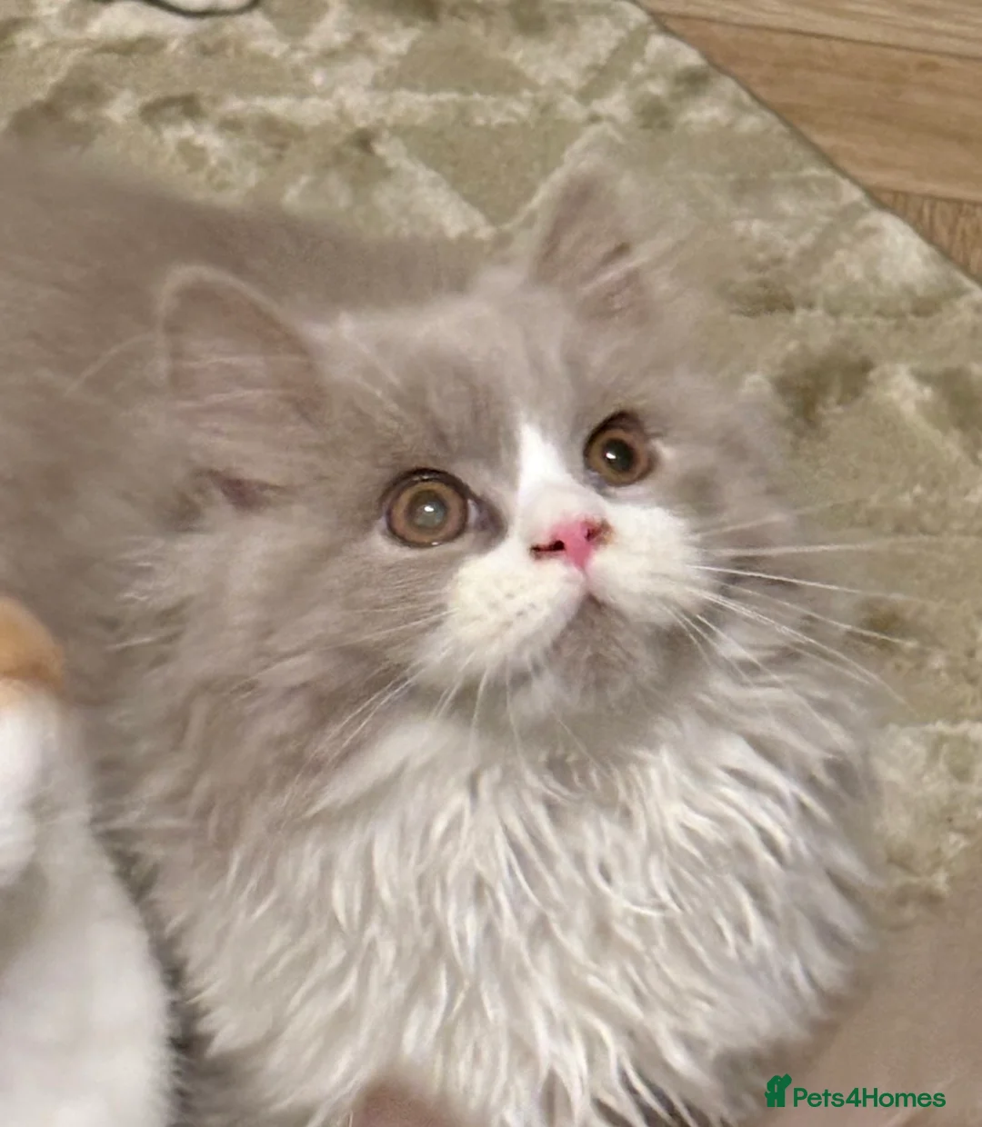 British Shorthair cats for sale: GCCF BLH AND BSH LILAC BI BOYS - Advert 34