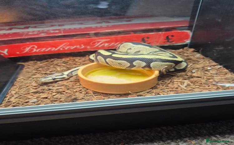 Python Snake reptiles - Advert 2