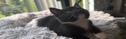 Mixed Breed cats for sale: Maine Coon Mixed Kittens Tabby & Tuxedo Richmond - Advert 40