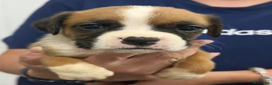 Pup 6 