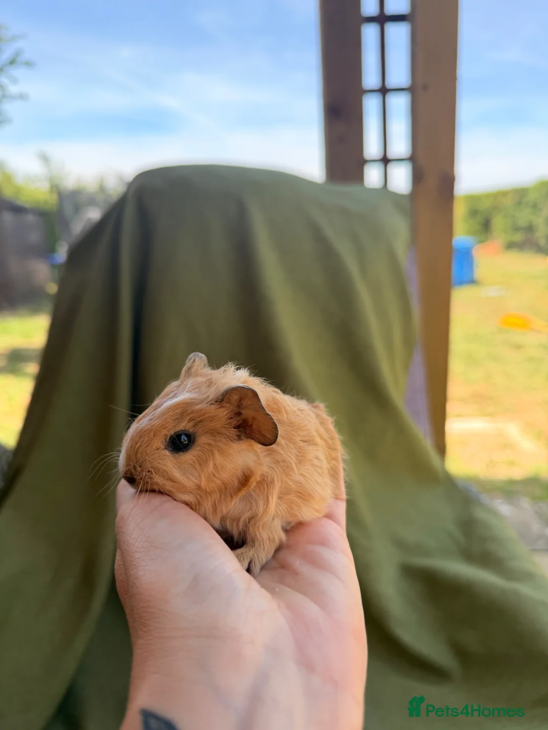 Guinea Pig rodents for sale: Baby guinea pigs  - Advert 2