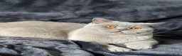 British Shorthair cats for stud: 🏆CHAMPION-line CHUNKY Lilac Stud 🏆BSH - Advert 5