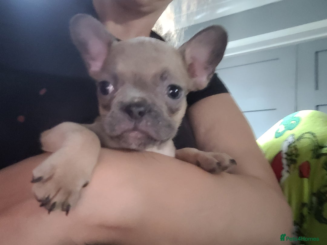 French Bulldog dogs for sale: Frenchy  - Image 15