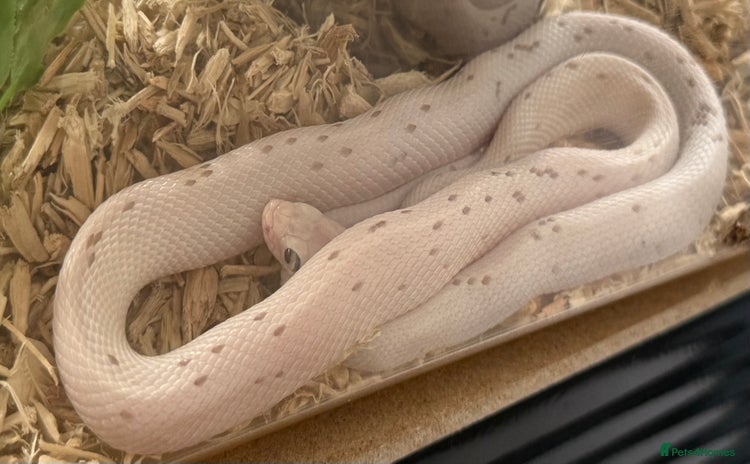 Corn Snake reptiles - Advert 1