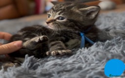 Mixed Breed cats for sale: 4 Adorable kittens left  - Image 1
