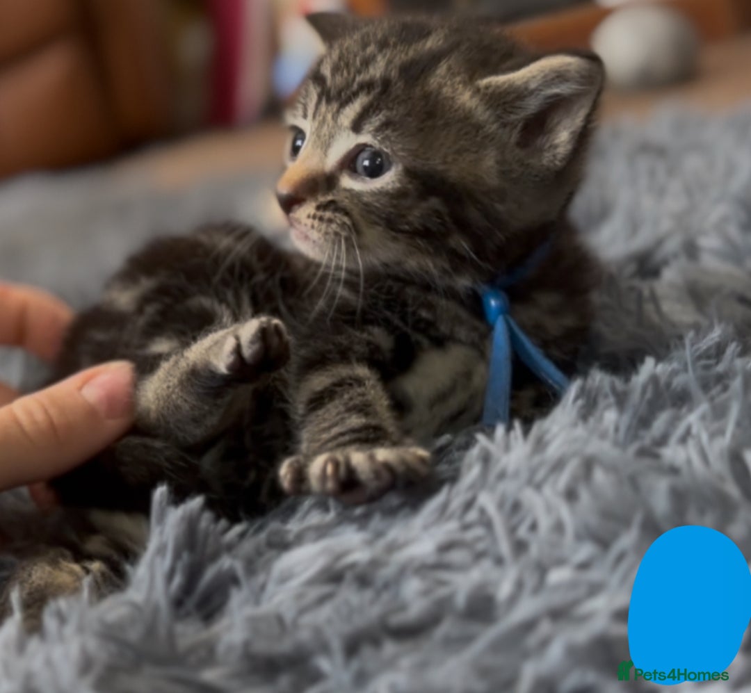 Mixed Breed cats for sale: 4 Adorable kittens left  - Image 1