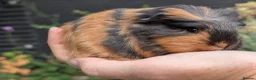 Guinea Pig rodents for sale: Gorgeous Guinea pig pups - Advert 15
